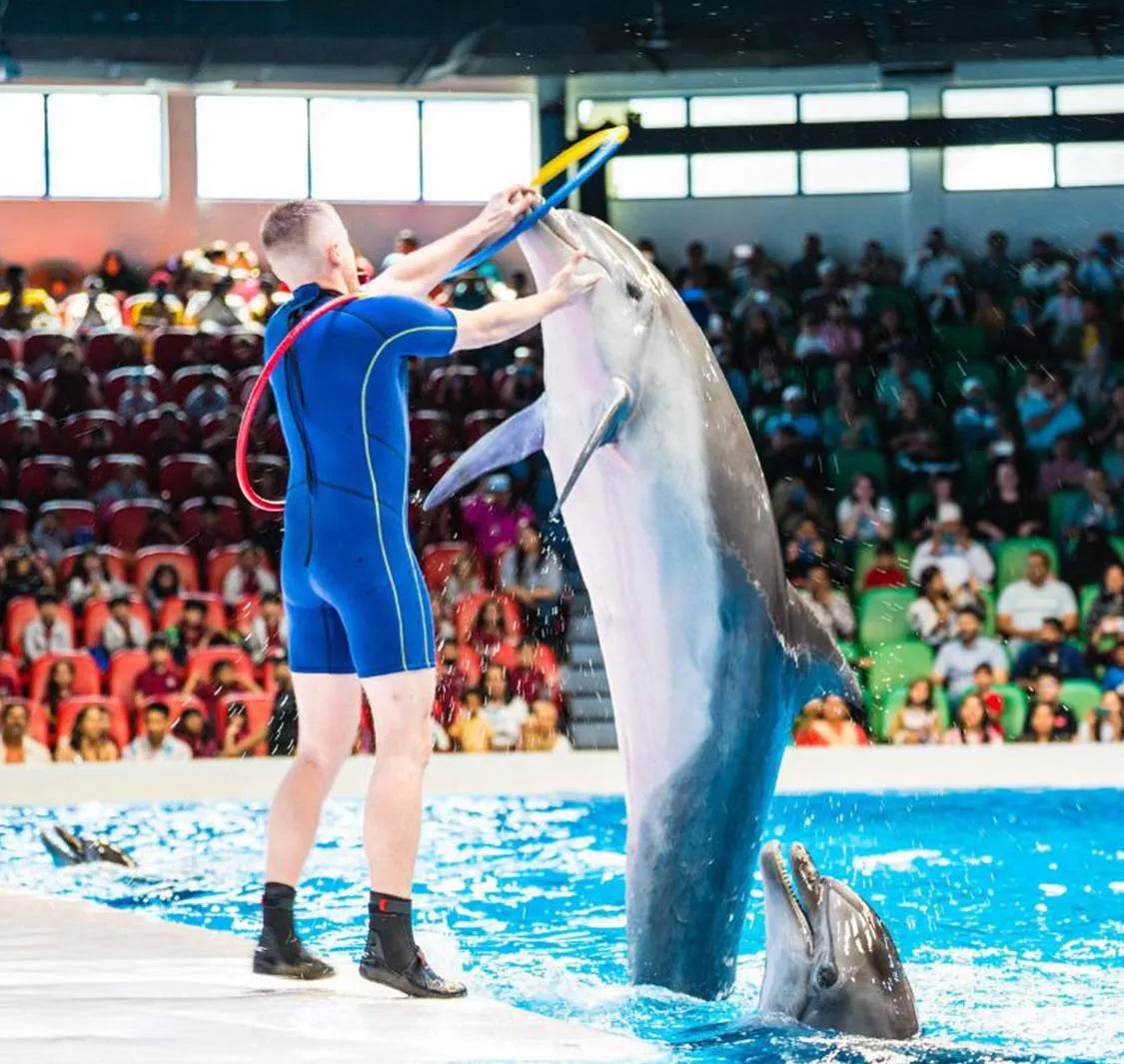 Dubai Dolphinarium Dolphin & Seal Show | Family-Friendly Marine Animal Experience in Dubai